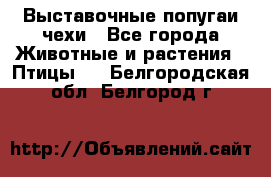 Выставочные попугаи чехи - Все города Животные и растения » Птицы   . Белгородская обл.,Белгород г.